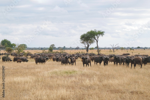 Herd of buffaloes in national park Tanzania Amazing african nature © stockmaliavanne