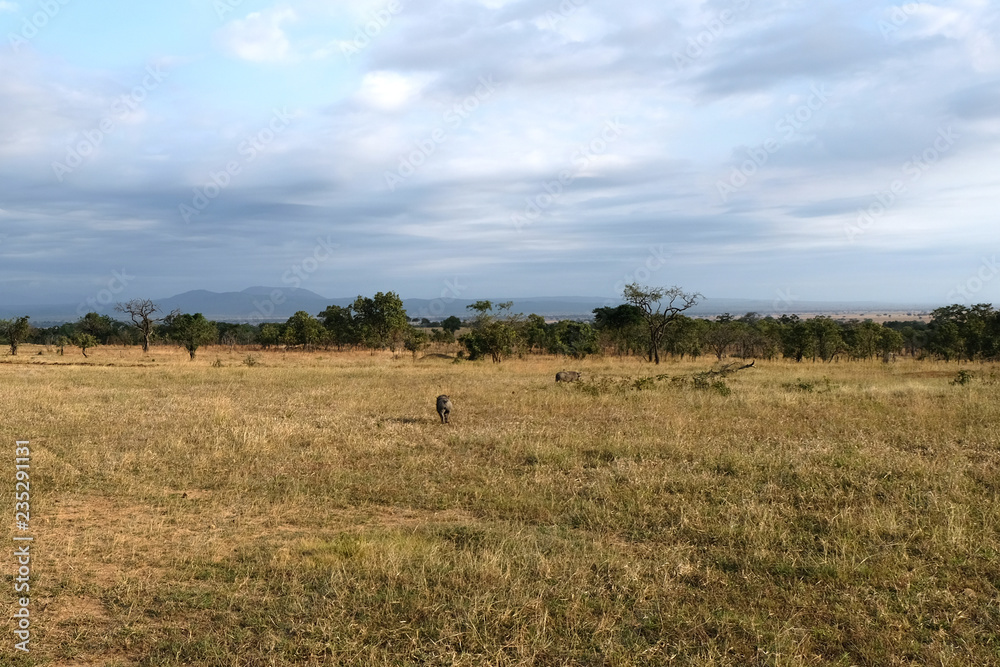 wild boar walks across the field in its natural habitat Tanzania Africa