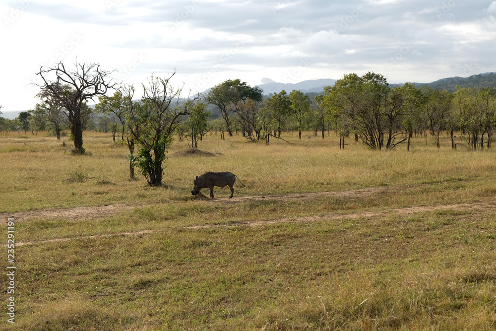 wild boar walks across the field in its natural habitat Tanzania Africa wild boar walks across the field in its natural habitat Tanzania Africa