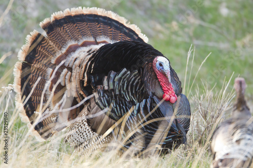 Wild Turkey taken in southwestern South Dakota in the wild