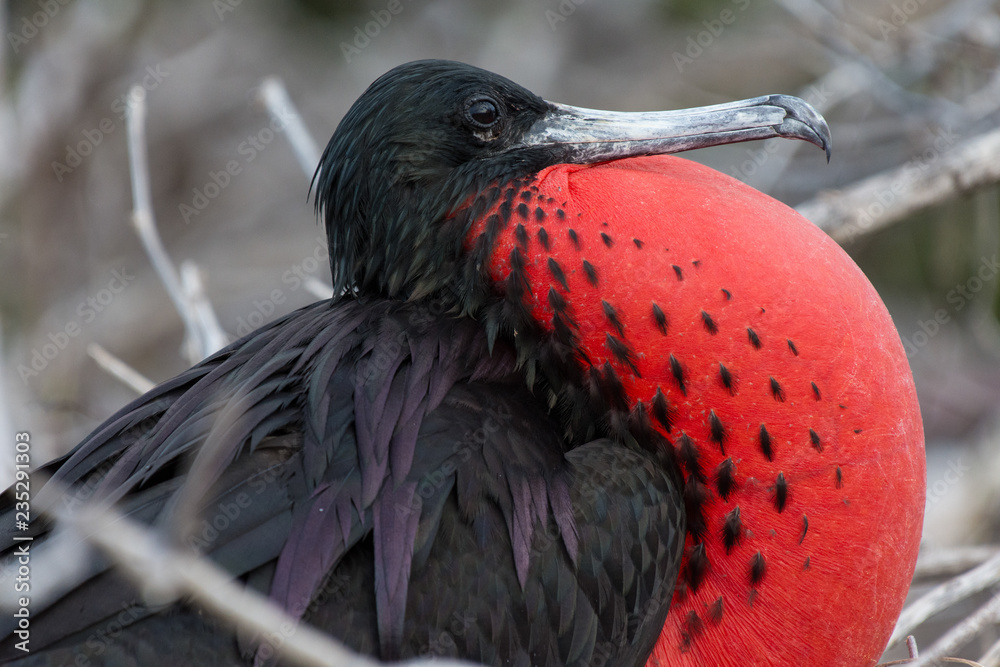 Naklejka premium A male Magnificent Frigatebird (Fregata magnificens) on North Seymour Island in the Galapagos Island chain.