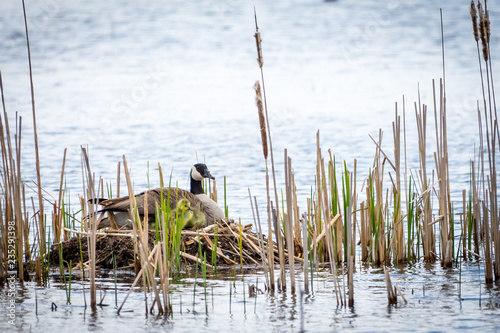 An adult and young Canada Geese (Branta canadensis) on a nest. Houghton Lake, MI.