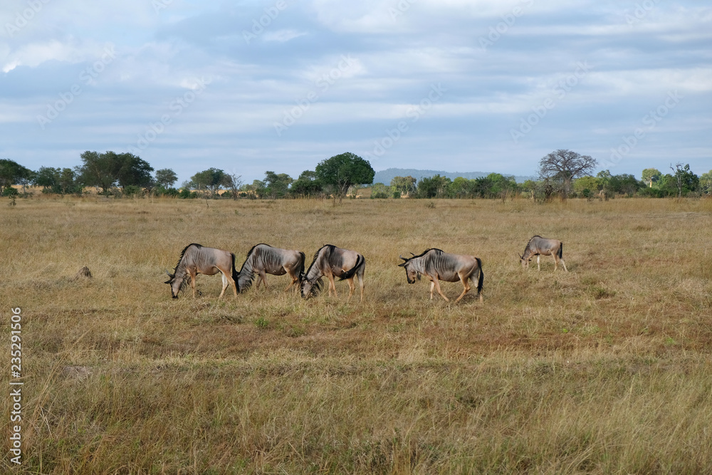 herd of wildebeest in field Tanzania Africa