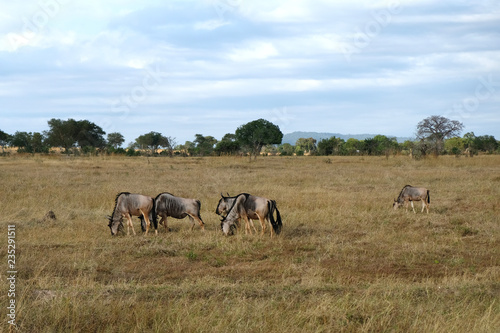 herd of wildebeest in field Tanzania Africa © stockmaliavanne