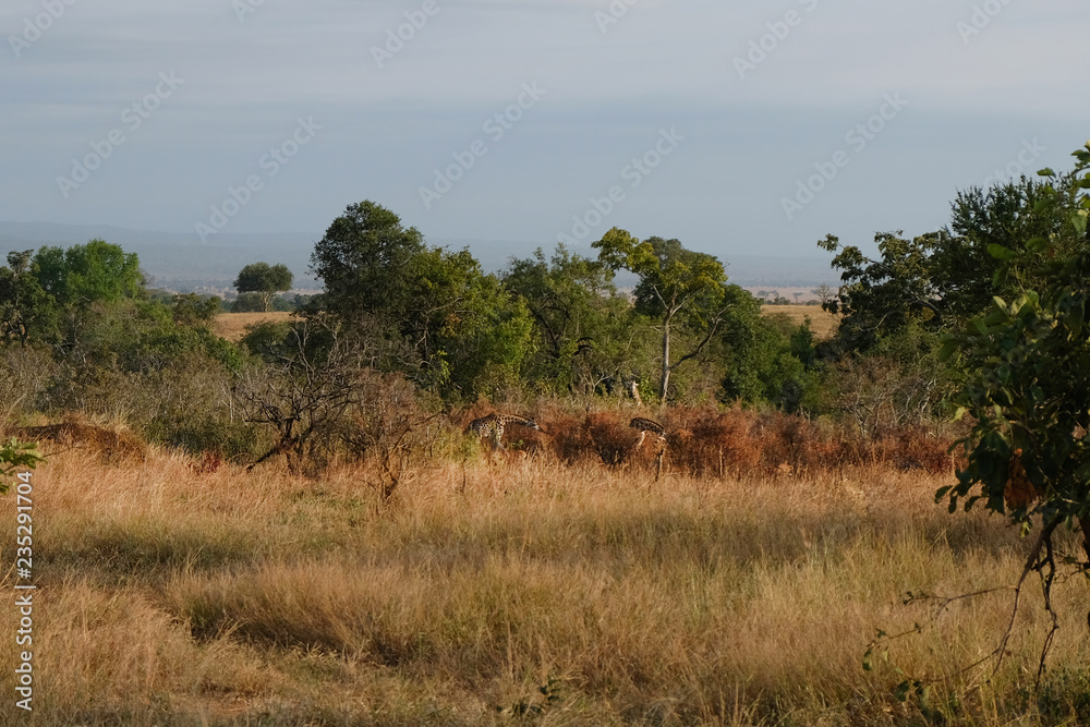 Giraffes hide in the wild thickets Africa Tanzania