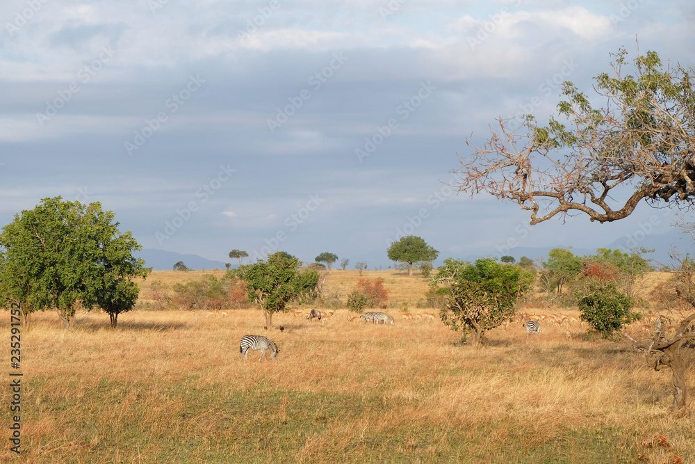 african animals in natural environment