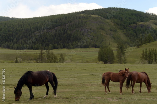 Horses in the mountains of Altai. Western Siberia. Russia