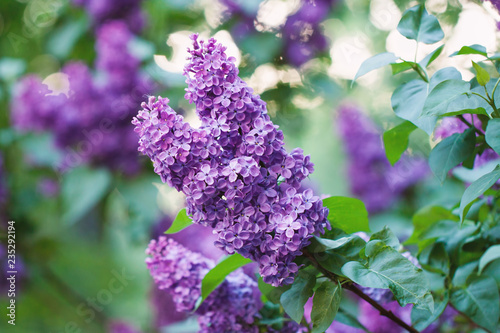 Purple spring lilac flower