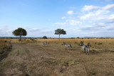 herd of zebras in natural area Tanzania Africa