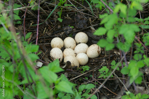 Eastern Wild Turkey nest with eggs taken in southern MN in the wild