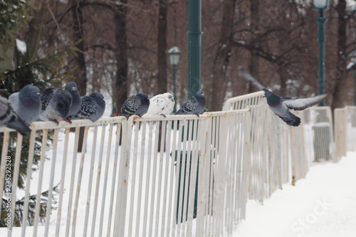 pigeons sit on the fence on a winter day