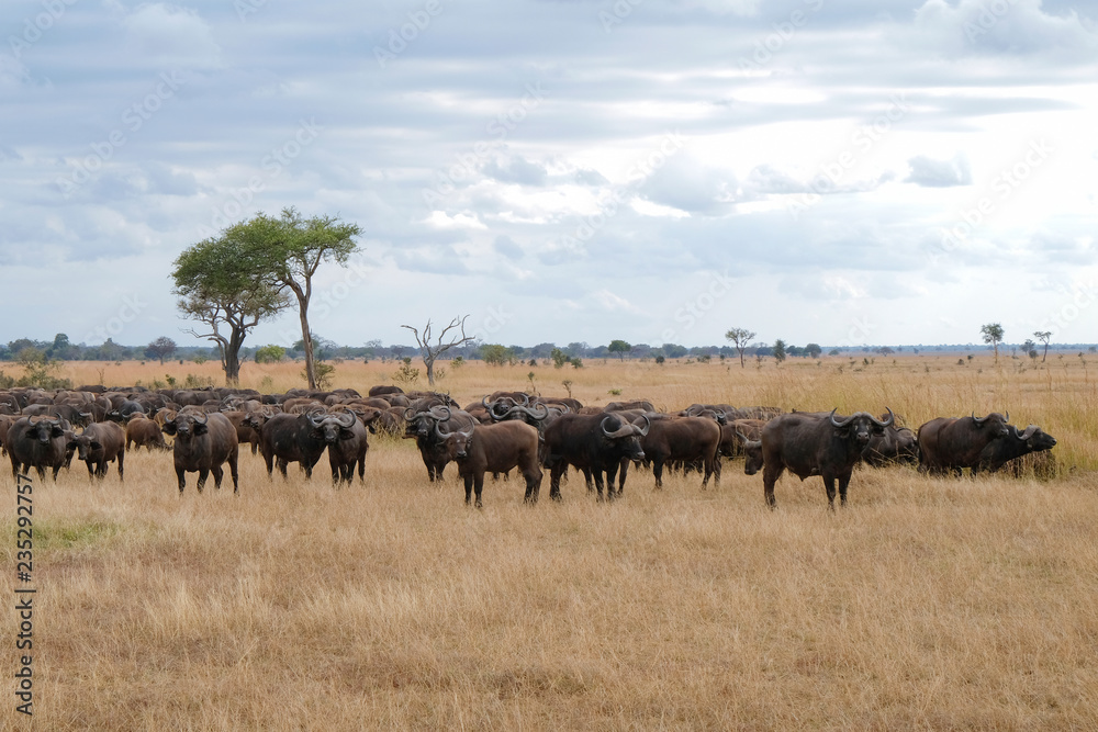 Herd of buffaloes in national park Tanzania Amazing african nature Herd of buffaloes in national park Tanzania Amazing african nature