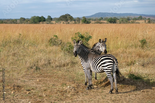 two zebras in natural area Tanzania Africa Friends