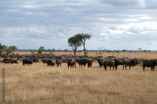 Herd of buffaloes in national park Tanzania Amazing african nature
