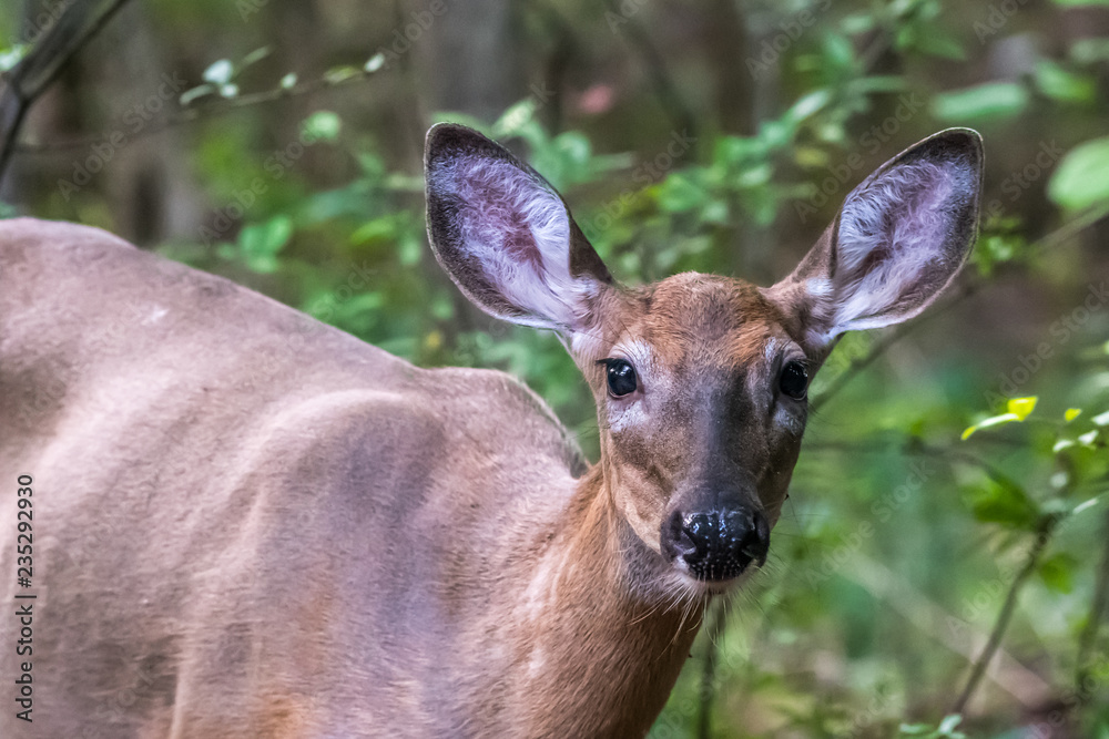 Female White-tailed deer in forest, Michigan, USA. Female White-tailed deer in forest, Michigan, USA.