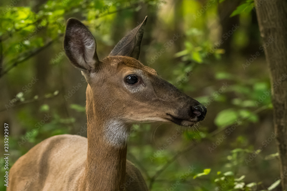 White-tailed deer doe in woods in southeastern Michigan, USA. White-tailed deer doe in woods in southeastern Michigan, USA.