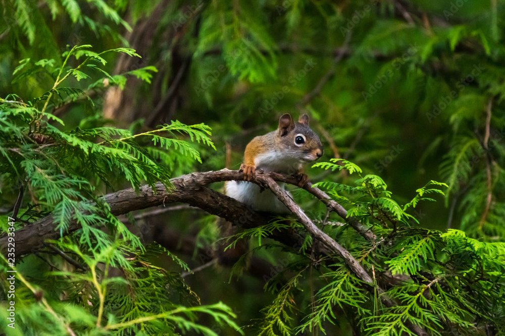 American red squirrel (Tamiasciurus hudsonicus)) in a tree  in Michigan, USA.