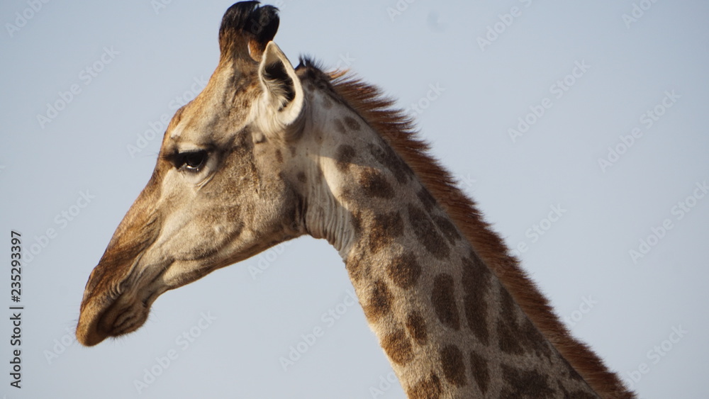 Naklejka premium Profil einer Netzgiraffe aus Südafrika