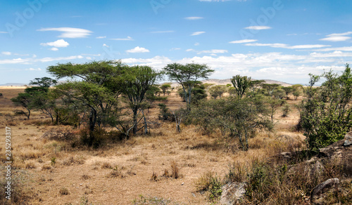 Acacias in Tanzania on a sunny day