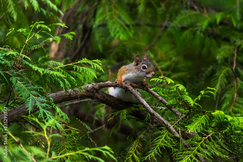 American red squirrel  Tamiasciurus hudsonicus   in a tree  in Michigan  USA.