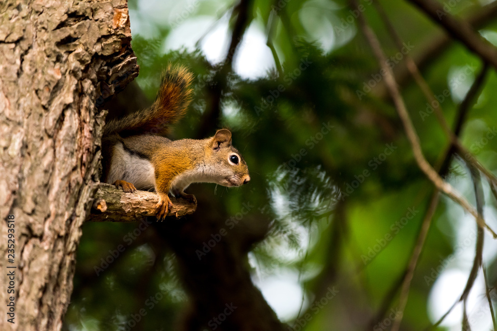 American red squirrel (Tamiasciurus hudsonicus)) in a tree in Michigan, USA. American red squirrel (Tamiasciurus hudsonicus)) in a tree in Michigan, USA.