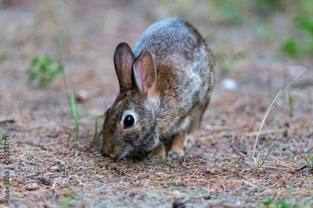 Eastern Cottontail Rabbit (Sylvilagus floridanus) feeding in Michigan, USA. Eastern Cottontail Rabbit (Sylvilagus floridanus) feeding in Michigan, USA.