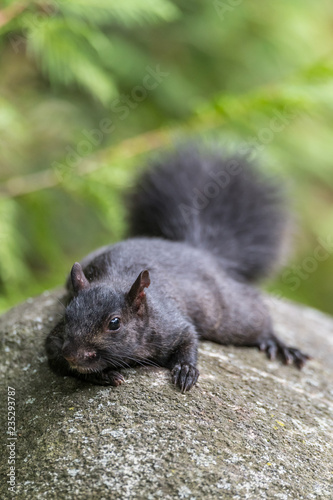 A black Eastern Gray Squirrel (Sciurus carolinensis) flattens itself on a rock to avoid being spotted by predators in Michigan, USA.