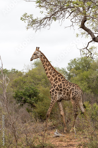 Sch  ne Giraffe im Kr  ger Nationalpark in S  dafrika