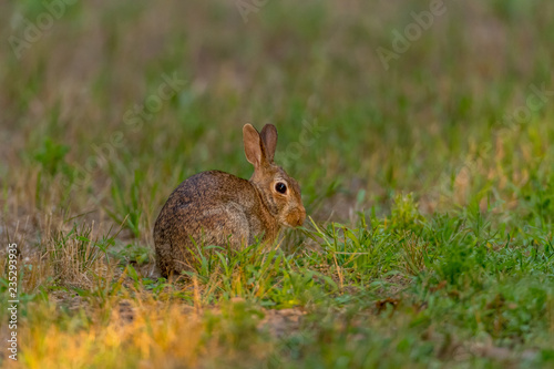Eastern Cottontail Rabbit (Sylvilagus floridanus) on alert in Michigan, USA. © Kirk Hewlett