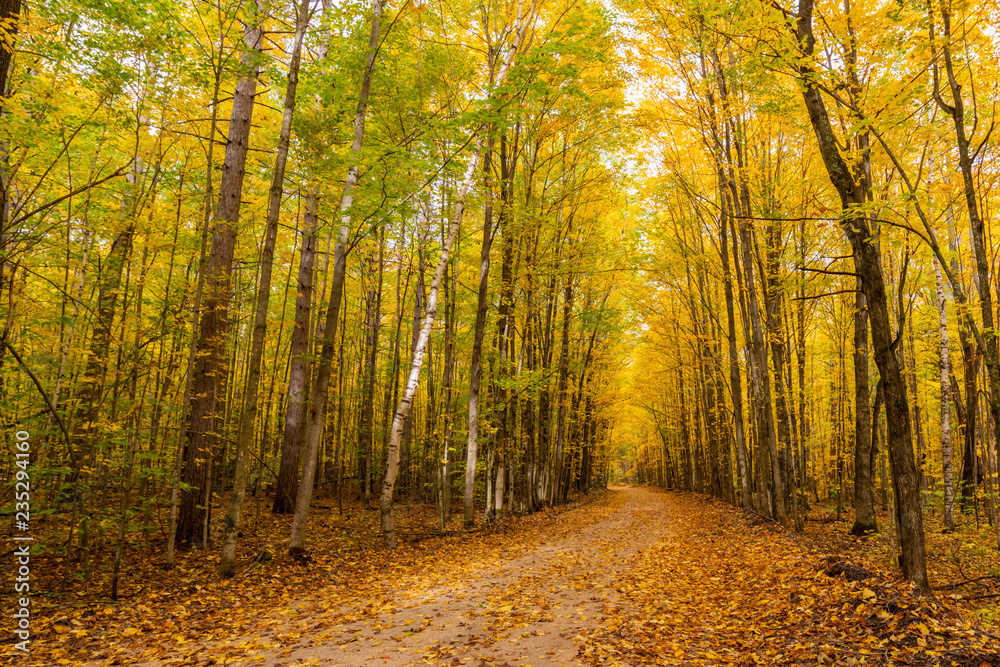 Obraz premium Yellow dominates the Autumn colors on a curving dirt road in Michigan.