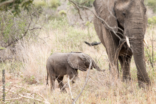 Elefantenbaby mit Mutter im Kr  ger Nationalpark in S  dafrika