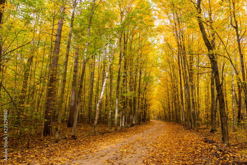 Yellow dominates the Autumn colors on a curving dirt road in Michigan.