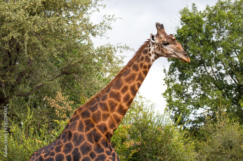 Schöne Giraffe mit dunklem Muster bei einer Safari im Krüger Nationalpark in Südafrika