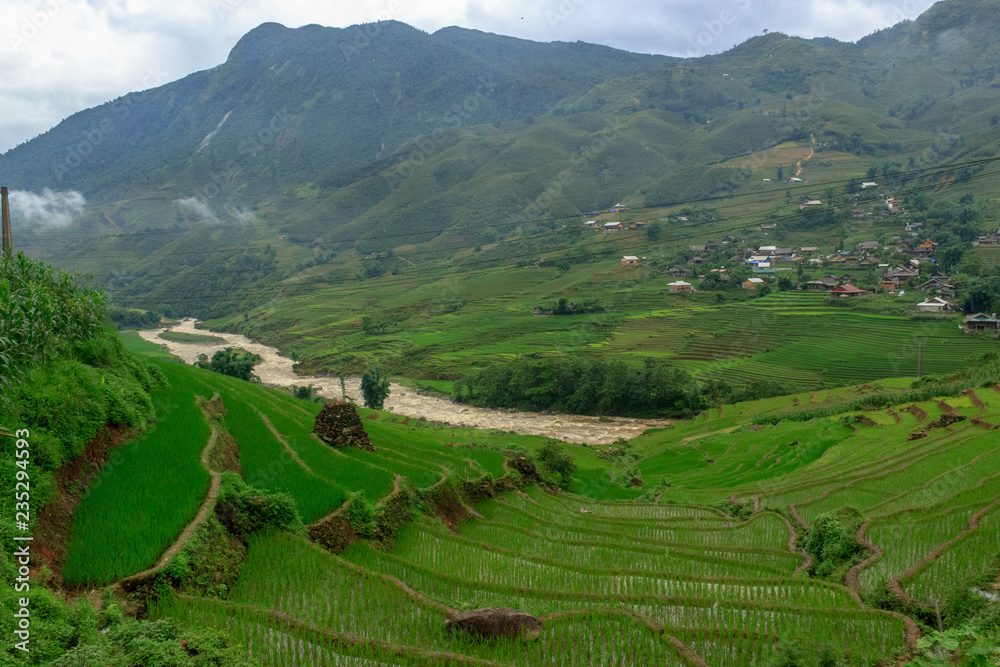 Fototapeta premium lush green rice fields in sapa vietnam