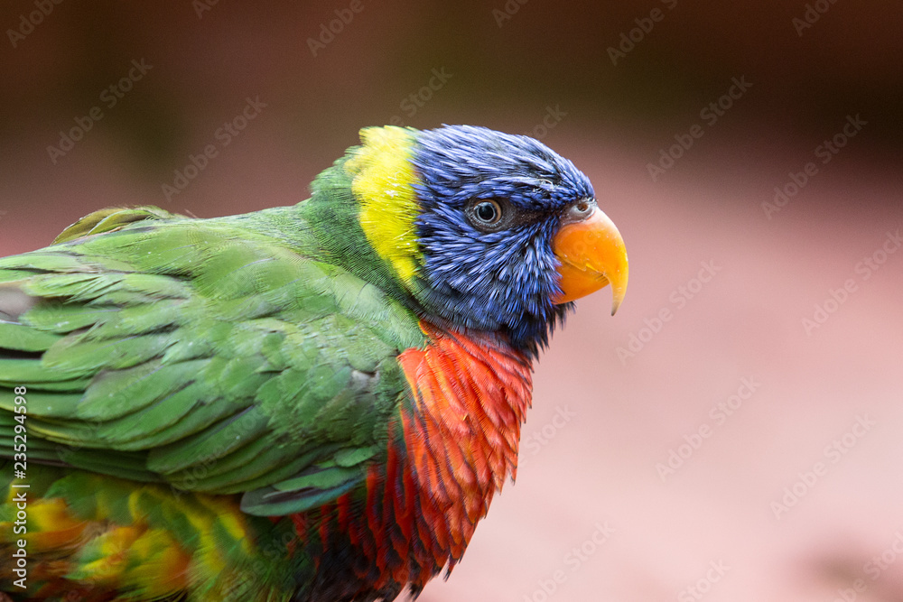 The beautiful colors of a lorikeet