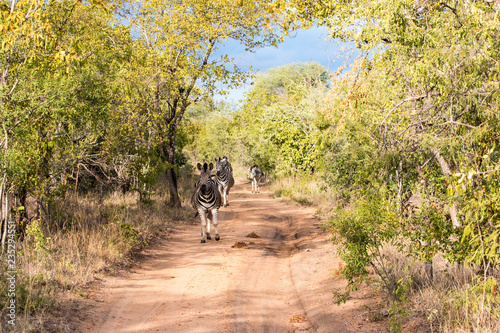 Zebras auf einer Straße in Südafrika