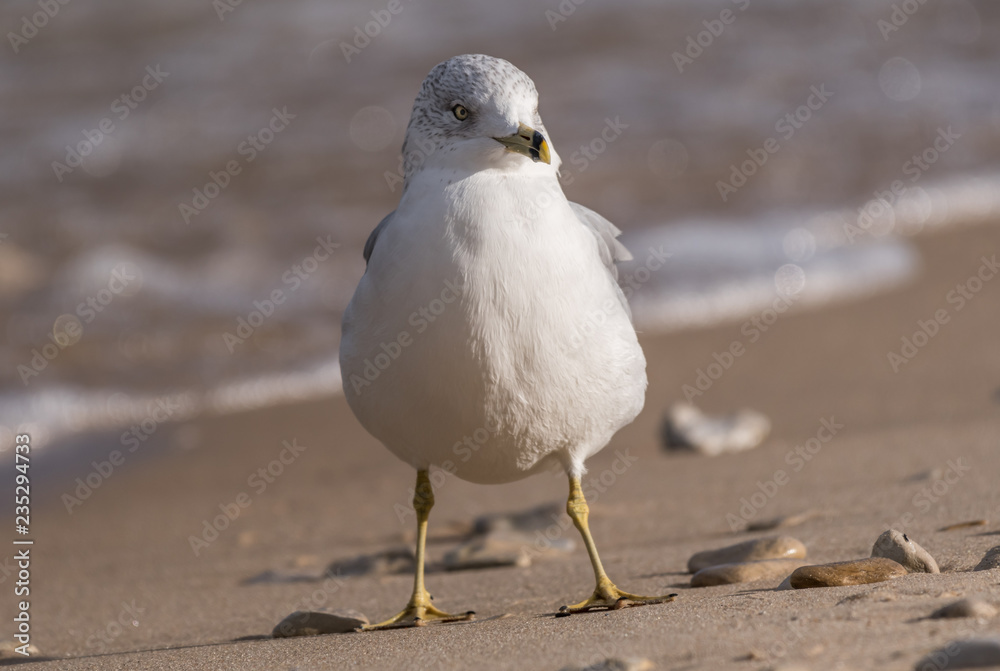Obraz premium Ring-Billed Gull (Larus delawarensis) in the surf on the shore of Lake Michigan.