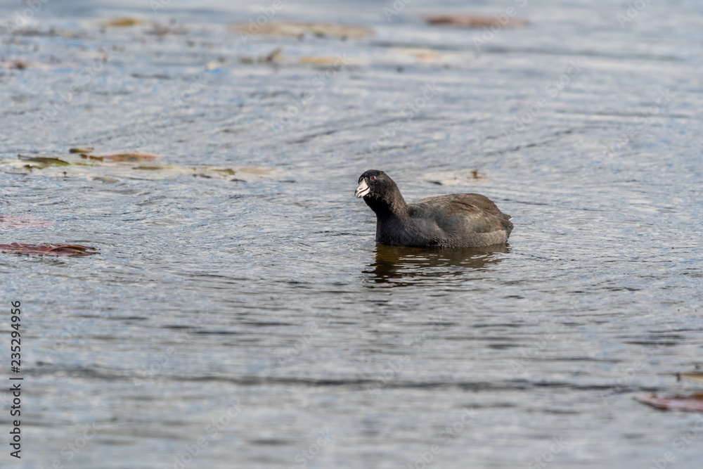 Fototapeta premium American Coot (Fulica americana) swimming and looking toward the sky. 