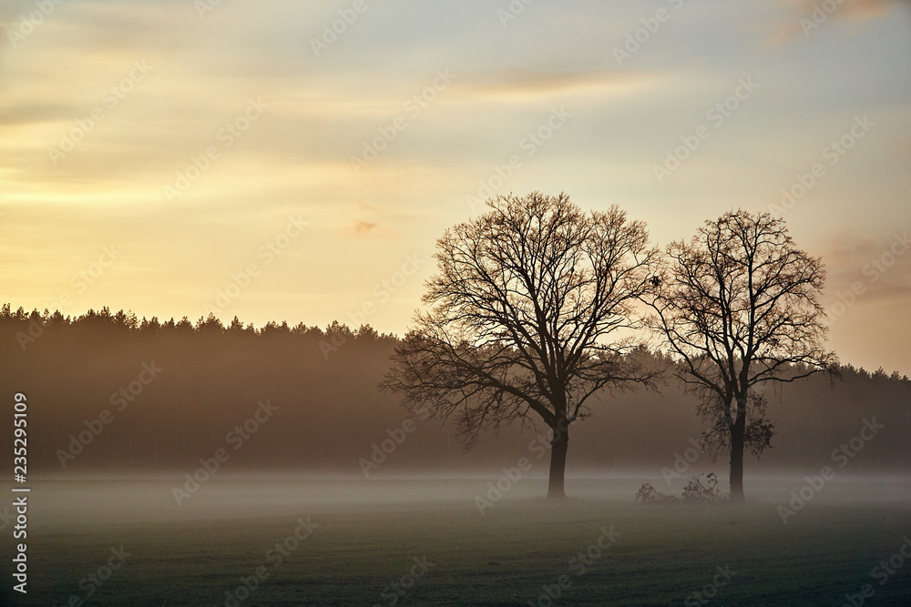 Rural landscape with willow at Sunset in Poland. Rural landscape with willow at Sunset in Poland.