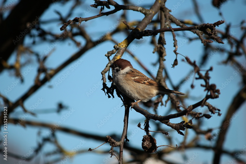 Obraz premium sparrow on branch of tree bird, nature, wildlife, tree, branch, sparrow, animal, birds, beak, wild, feathers, sky, robin, brown, winter, spring, blue,