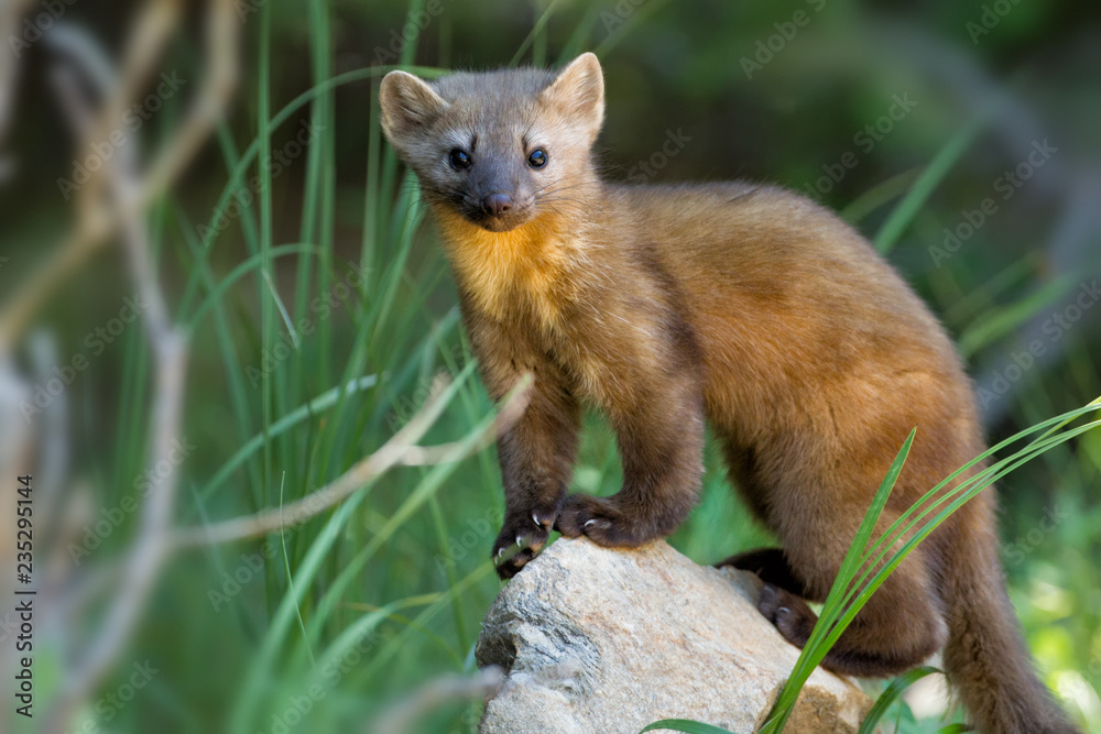 Fototapeta premium Pine Martin taken in Colorado in the wild