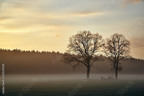 Rural landscape with willow at Sunset in Poland.