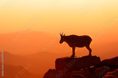 Mountain Goat at sunrise looking over the distant mountains, taken in Colorado © Stan