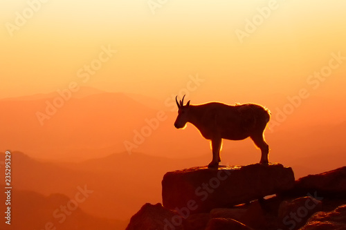 Mountain Goat at sunrise looking over the distant mountains, taken in Colorado