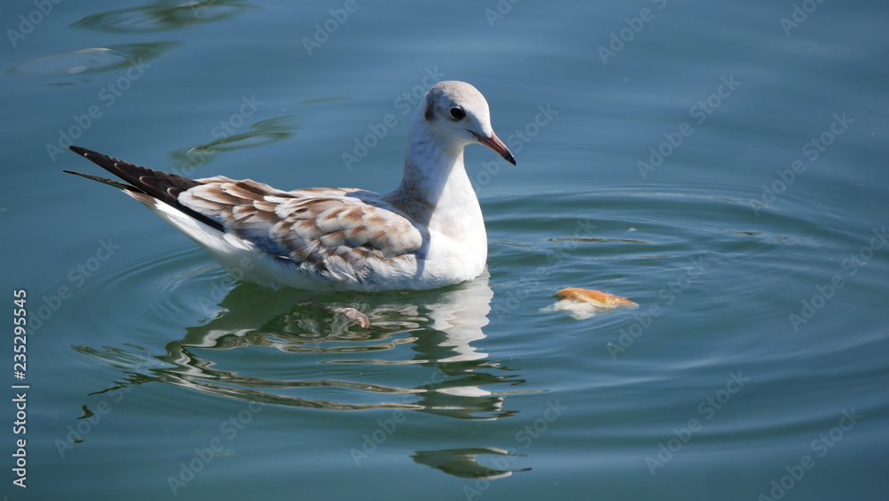 Seagull  in the water