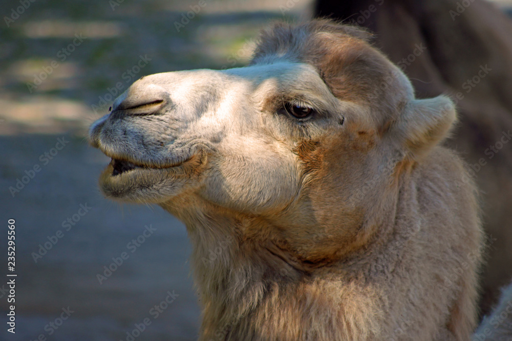 Kopf eines Kamels im Zoo
