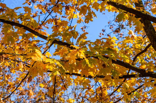 Yellow maple leaves against the blue sky on autumn