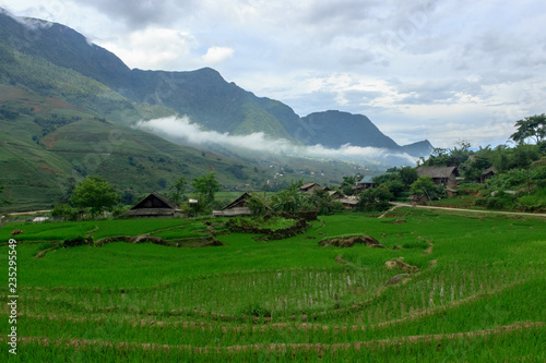 lush green rice fields in sapa vietnam