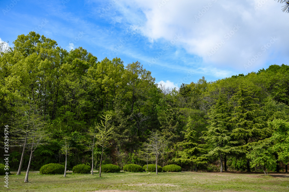 a green wooded park scene