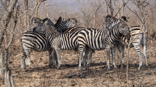 Steppenzebra Familie sucht Geborgenheit